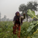 Farmers work in the early morning on a cauliflower farm on Jan. 15, 2021 in Bulandshahr, India.